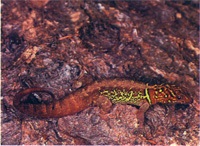 Gecko specie și fotografii, zoodom