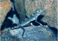 Gecko specie și fotografii, zoodom