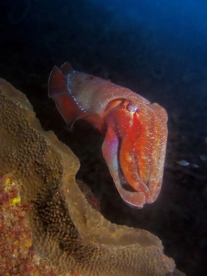 Giant sepie australiană (lat