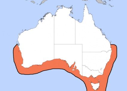 Giant sepie australiană (lat
