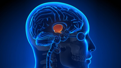 A hipotalamusz az agy és a limbikus rendszer agya, könnyű