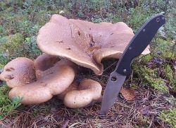 Ciuperci porci - bune și rele