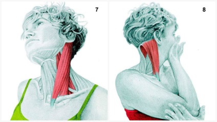 Funcția musculară mastoidă claviculară la nivelul sânului, localizarea, simptomele inflamației, metode