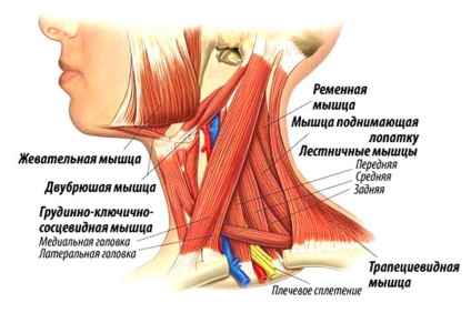 Funcția musculară mastoidă claviculară la nivelul sânului, localizarea, simptomele inflamației, metode