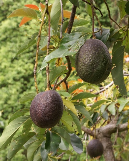 Guacamole istoric antena, metode de gătit, rețete