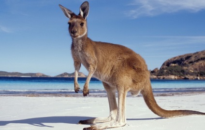 Érdekes tények a kenguru (kenguru), érdekes tények, mítoszok, téveszmék