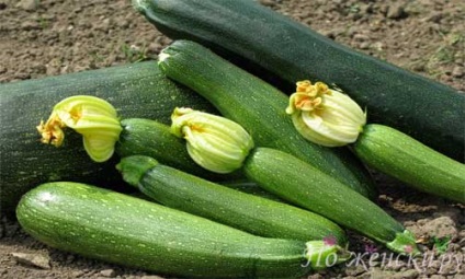 Zucchini, proprietati utile, revista - ca o femeie