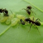Cum să rezolvați afidele și furnicile