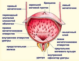 Ce ierburi cu adenom de prostată sunt folosite