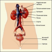 Ce ierburi cu adenom de prostată sunt folosite