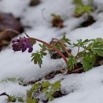 Pe măsură ce plantele se iarnă, rezervația biosferei naturale a statului de stat