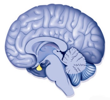 Cum sunt conectate glandele hipofizare și suprarenale - sistemul endocrin - organele și sistemele interne - anatomia