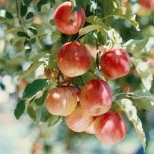 Hogyan lehet felgyorsítani az almafák termését?