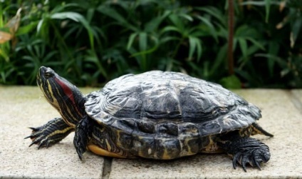 Cum să ai grijă de o broască țestoasă