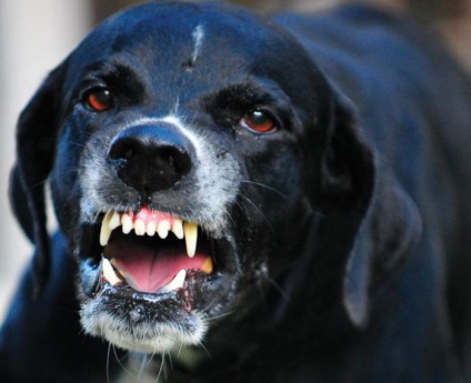 Modul în care expresia facială poate provoca agresivitate la un câine (7 fotografii)