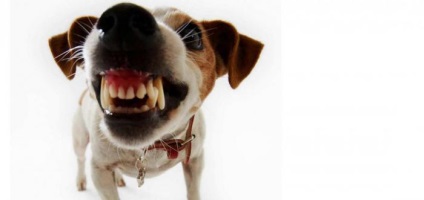 Modul în care expresia facială poate provoca agresivitate la un câine (7 fotografii)