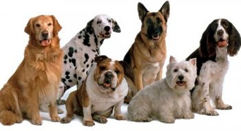 Cum de a alege o rasă de câini - știm cum!