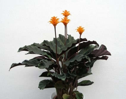 Kalatea, plante de interior - fotografie și video
