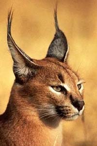 Caracal, râsul de stepă (caracal felis caracal), zona caracalului deșertului lynx, aspectul culorii