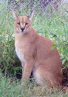 Caracal, râsul de stepă (caracal felis caracal), zona caracalului deșertului lynx, aspectul culorii