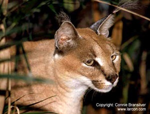 Каракал, степова рись (caracal felis caracal), пустельна рись каракал ареал, зовнішній вигляд забарвлення