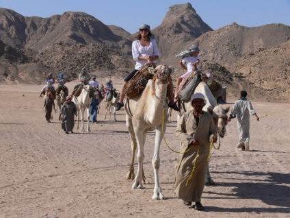 Camel de echitatie in Egipt