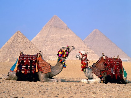 Camel de echitatie in Egipt