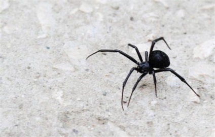 Ce pătimă un păianjen negru sau o mulțime de păianjeni negri