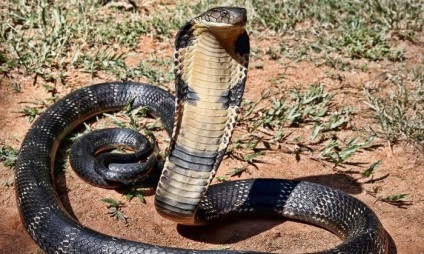 Care este visul unei cobra, o muscatura de sarpe