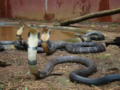 Care este visul unei cobra, o muscatura de sarpe