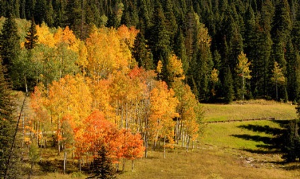 Care este visul unei păduri, o pădure de vis care să vadă într-un vis, ceea ce înseamnă