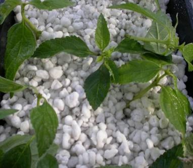 Claydite, vermiculite, perlite - aditivi folositori în sol și aplicarea lor în floricultură,