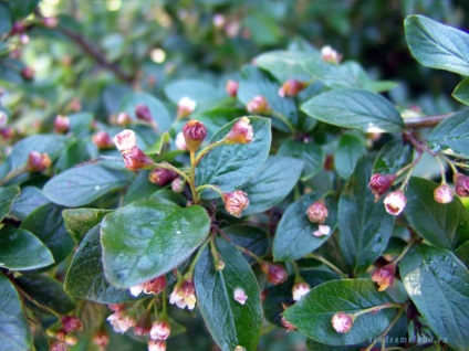 Cotoneous strălucitoare, fotografie, descriere, plantare, îngrijire, aplicare