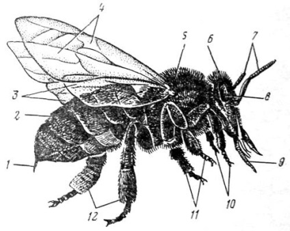 Insectele de clasă - enciclopedia despre biologie