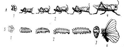 Insectele de clasă - enciclopedia despre biologie