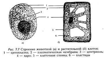 Celula - unitatea elementară a unui organism viu