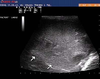 Caz clinic al diagnosticării cu ultrasunete a unui corp străin de stomac și intestine într-un câine -