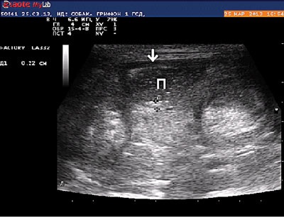 Caz clinic al diagnosticării cu ultrasunete a unui corp străin de stomac și intestine într-un câine -