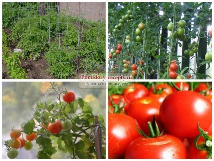 Кога да засадят домати през 2017 г. Избраната дата е вярна!