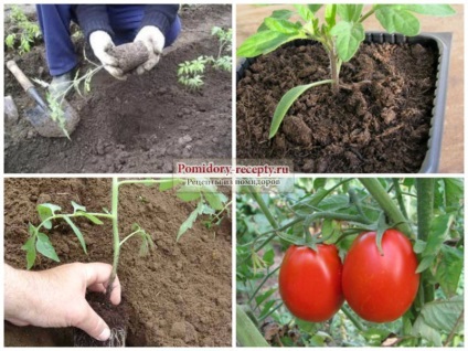 Când plantați tomate în 2017, alegeți data corectă!