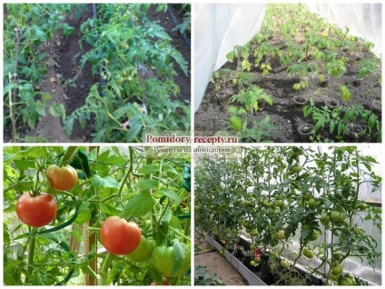 Când plantați tomate în 2017, alegeți data corectă!