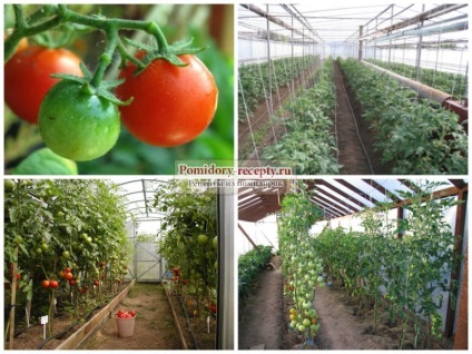 Când plantați tomate în 2017, alegeți data corectă!