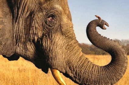 Ki leginkább az elefánttól fél
