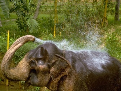 Ki leginkább az elefánttól fél