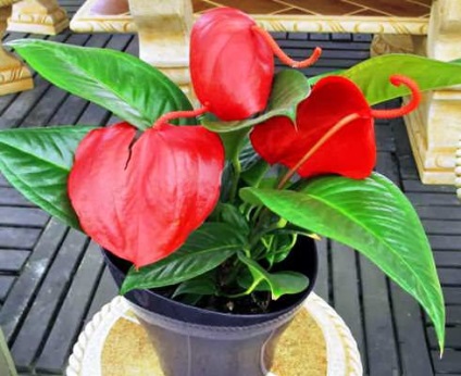 Plantații Anthurium