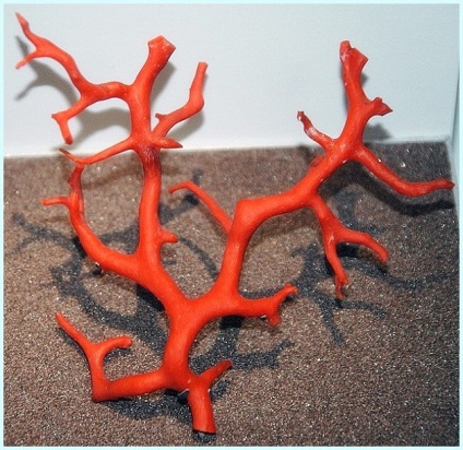 Coralii - pietre roșii sangvine ale destinului sau cântece de corali cântate