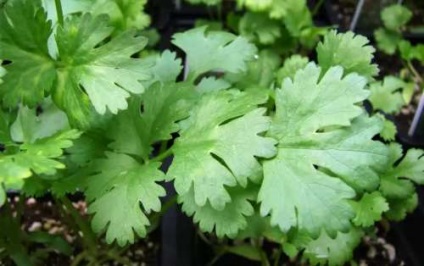 Coriandru - crescând pe balcon și loggia - grădina de legume în apartament - plante cultivate