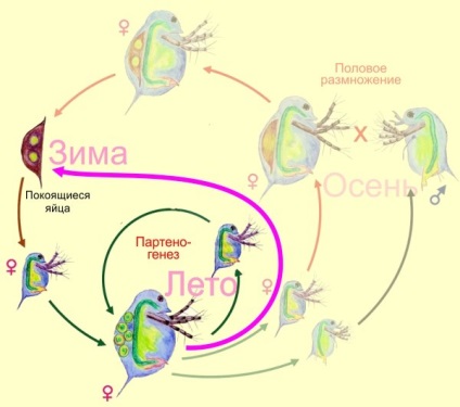 Regina problemelor biologiei evolutive Se întoarce coșmarul lui Jenkina