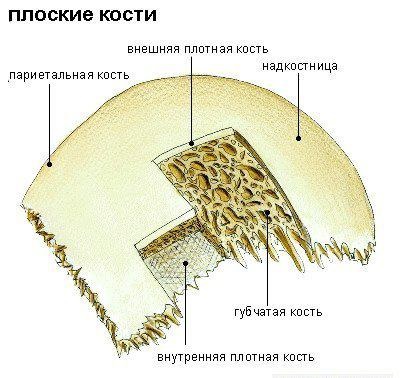 Tesutul osoase, tipurile și caracteristicile sale structurale