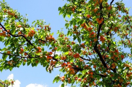 Fructe de pomi fructiferi de caise